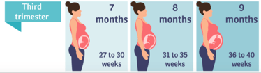 Verloskundige zwolle derde trimester