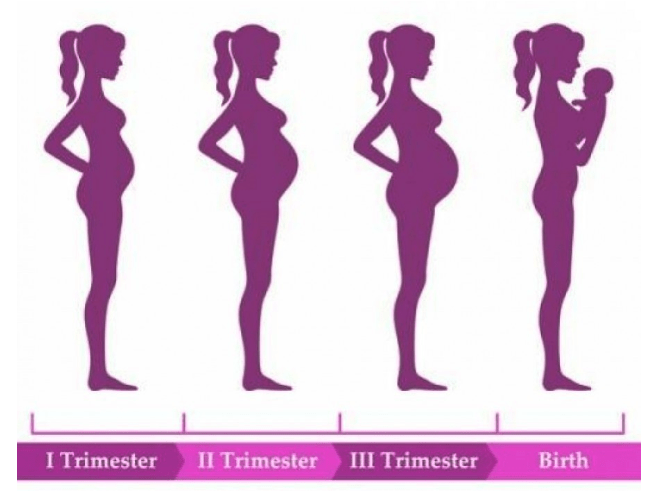 Midwife Zwolle Stages of pregnancy