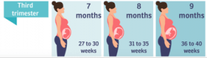 Midwife Zwolle third trimester