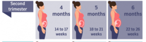 Midwife Zwolle second trimester